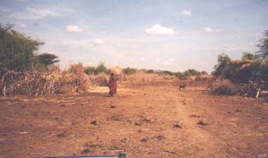 A track around Lodwar